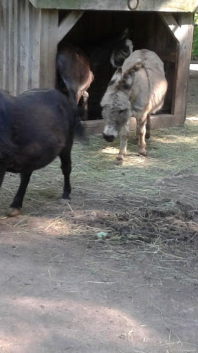 Zoo «Bailiwick Animal Park and Riding Stables», reviews and photos, 118 Castle Rd, Catskill, NY 12414, USA