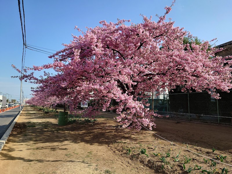 幡羅町の河津桜並木