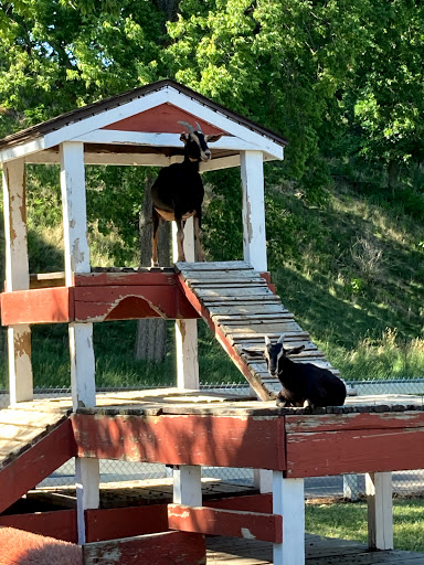 Zoo «Sibley Farm», reviews and photos, 900 Mound Avenue, Mankato, MN 56001, USA