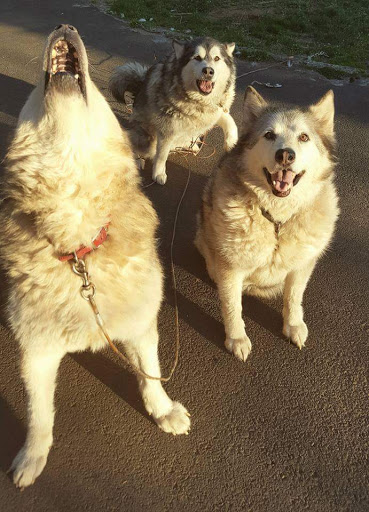 Explore man in the arena tattoo ideas, creative tattoo ideas in Hood River, available at Hood River Tattoo