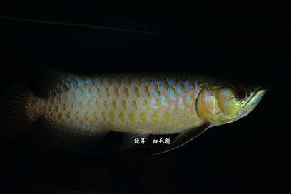 龍昇水族國際貿易