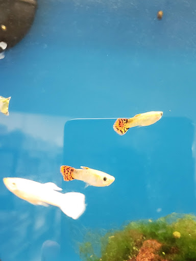 Pet Supply Store «Petco Animal Supplies», reviews and photos, 405 W Loop 281, Longview, TX 75605, USA