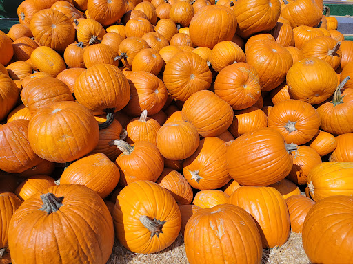 Garden Center «Nalls Produce», reviews and photos, 7310 Beulah St, Alexandria, VA 22315, USA