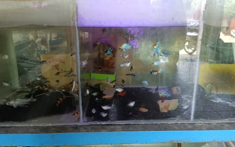 Toko ikan hias pikhacu aquarium image