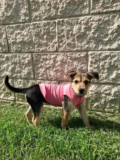 Pet Supply Store «Happy Re Tales», reviews and photos, 101 Creekside Crossing, Brentwood, TN 37027, USA