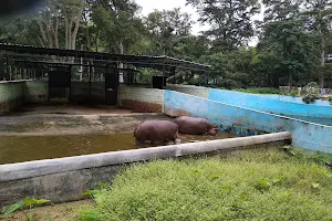 Hippopotamus enclosure image