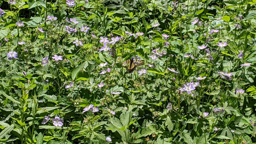 Park «Quaking Bog», reviews and photos, Theodore Wirth Pkwy, Minneapolis, MN 55411, USA