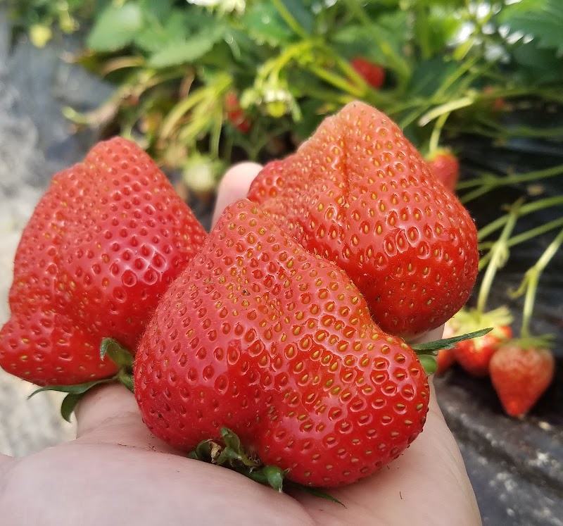 たのふじ観光いちご園