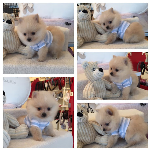 Pet Supply Store «Woof Woof Puppies & Boutique», reviews and photos, 29555 Northwestern Hwy, Southfield, MI 48034, USA