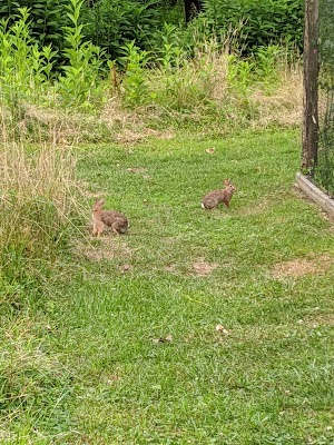 The Friends of Read Wildlife Sanctuary - photo 71