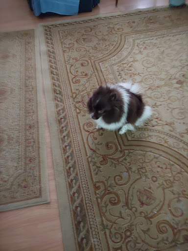 Pet Supply Store «Pet Supplies Plus», reviews and photos, 1810 Declaration Dr, Independence, KY 41051, USA