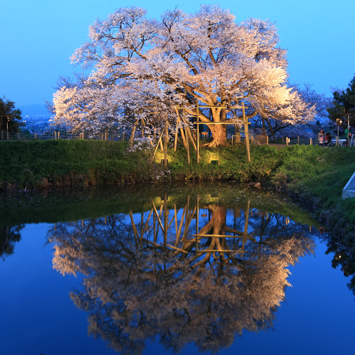 浅井の一本桜の写真