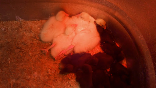 Animal Feed Store «Wilco Farm Store», reviews and photos, 1905 NE Four Acre Pl, Corvallis, OR 97330, USA