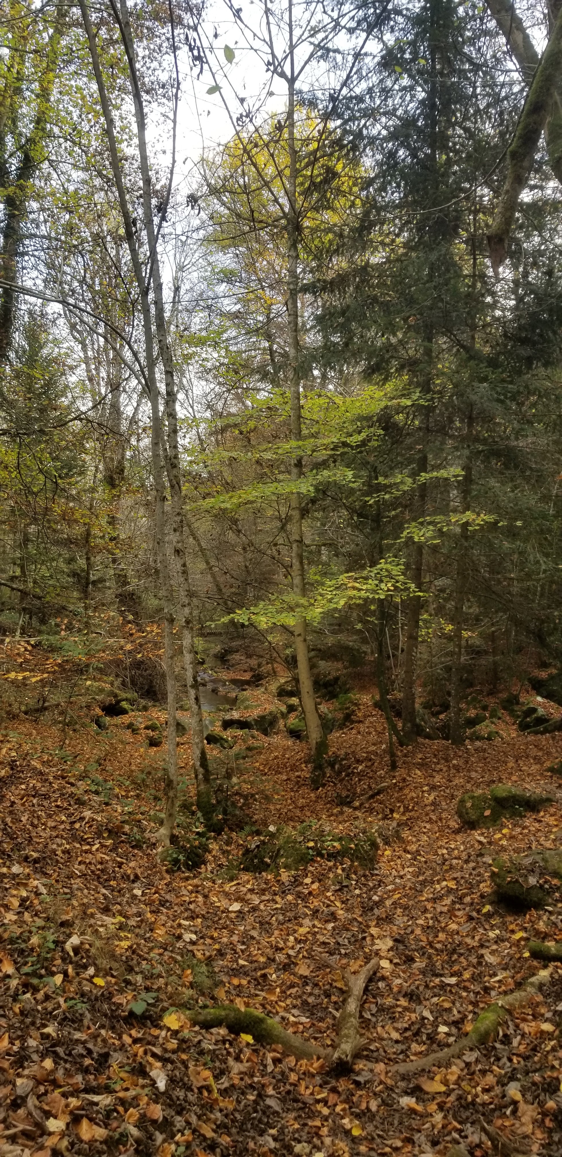 Photo n° 14 de l'avis de Céline.O fait le 31/10/2022 à 19:54