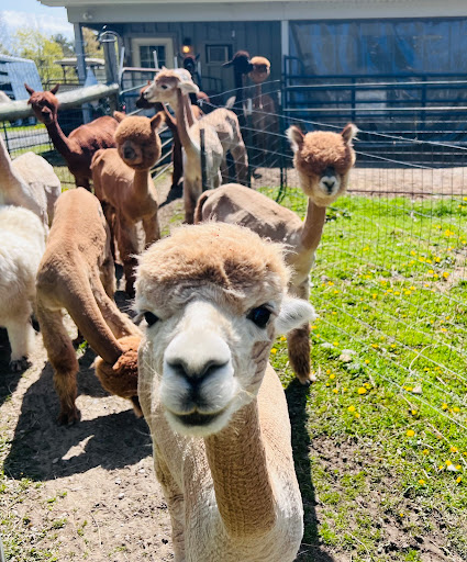 SHEPHERD'S CREEK ALPACAS