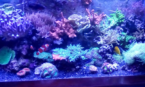 Pet Store «Ark Pet Shop», reviews and photos, 2400 W Lincoln Hwy, Merrillville, IN 46410, USA