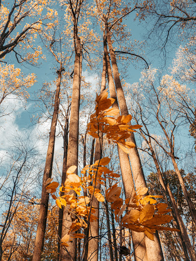Nature Preserve «Boyd Big Tree Preserve Conservation Area», reviews and photos, Fishing Creek Valley Rd, Harrisburg, PA 17112, USA