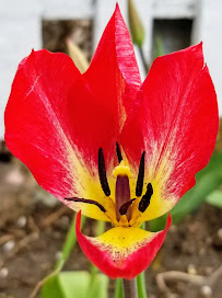 Lawn Care Maven, LLC - Photo 3 - Car repair in Chicago, IL, Chicago