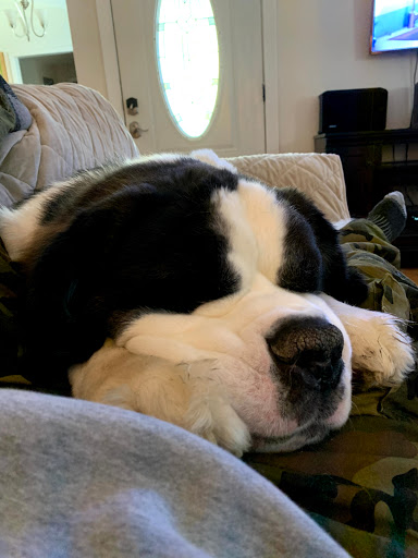 Dog Trainer «K9 Penn Dog Training Services», reviews and photos, 475 Sandy Ln, Surfside Beach, SC 29575, USA