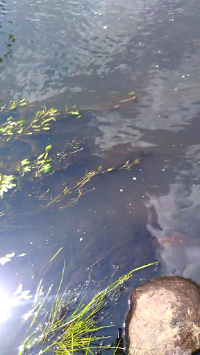 Park «Carney Park», reviews and photos, 386 W Main St, Northborough, MA 01532, USA