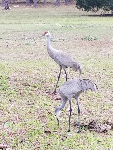 Golf Club «World Woods Golf Club», reviews and photos, 17590 Ponce De Leon Boulevard, Brooksville, FL 34614, USA