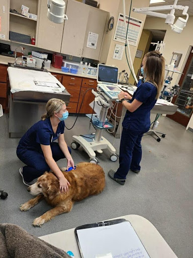 Veterinary Healthcare Associates image
