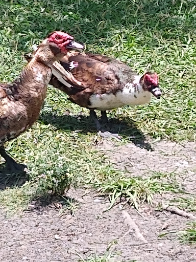 Park «Millers Pond Park», reviews and photos, 6175 Old Pearsall Rd, San Antonio, TX 78242, USA