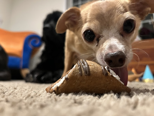 Pet Supply Store «Pet Source», reviews and photos, 620 Constitution Ave, Littleton, MA 01460, USA