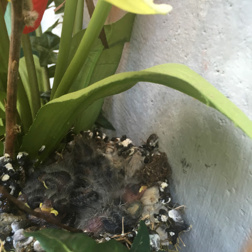 Florist «Breger Flowers», reviews and photos, 1826 Marsh Rd, Wilmington, DE 19810, USA