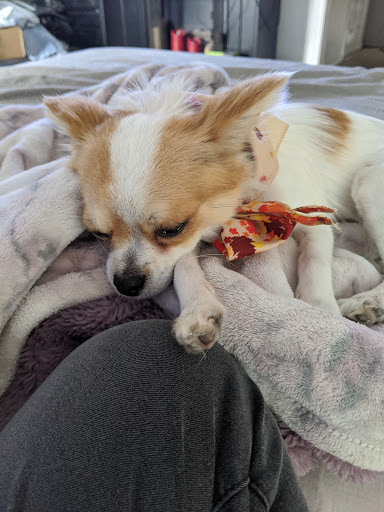 Pet Supply Store «Pet Supermarket», reviews and photos, 2090 E Arapaho Rd, Richardson, TX 75081, USA