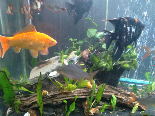 Pet Supply Store «Petco Animal Supplies», reviews and photos, 41 Narrows Shopping Center, Edwardsville, PA 18704, USA