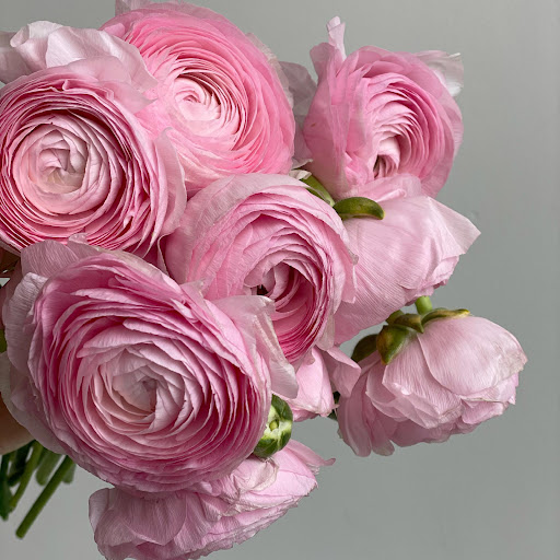 Florist «Helen Olivia Flowers», reviews and photos, 128 N Pitt St, Alexandria, VA 22314, USA
