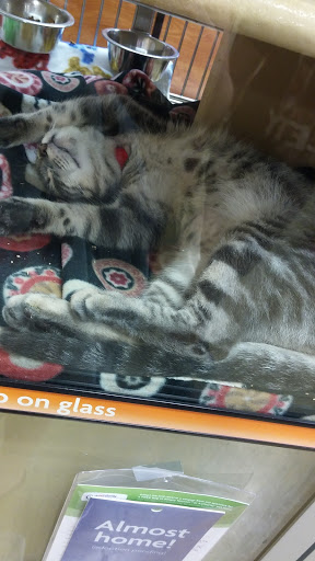 Pet Supply Store «PetSmart», reviews and photos, 211 W Alexander St A, Plant City, FL 33563, USA