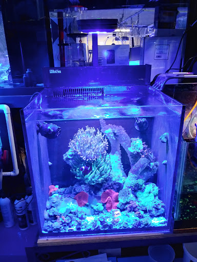 Pet Store «Aquarium & Reef Center», reviews and photos, 231 Del Prado Blvd, Cape Coral, FL 33990, USA