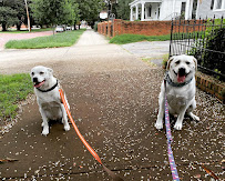 Tender Love & Pet Care - Photo 1 - Car repair in , Columbus