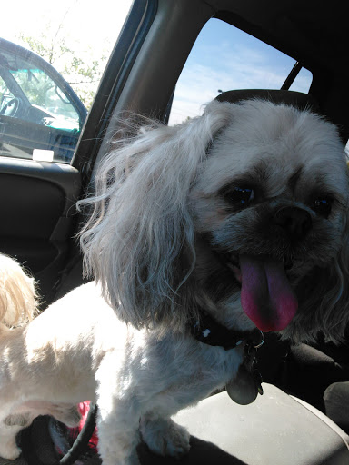 Pet Supply Store «PetSmart», reviews and photos, 3081 S 5600 W, Salt Lake City, UT 84120, USA