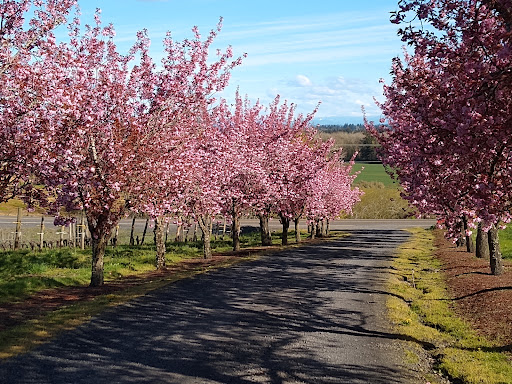 Vineyard «Cristom Vineyards», reviews and photos, 6905 Spring Valley Rd NW, Salem, OR 97304, USA