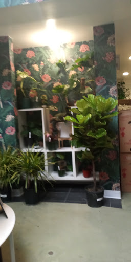 Paraso Plant Studio image