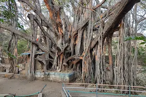 Pemgiri Banyan Tree image