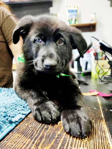 Pet Supply Store «The Animal Park Marketplace», reviews and photos, 744 W Riverdale Rd, Riverdale, UT 84405, USA