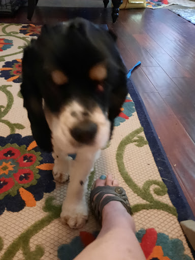 Pet Supply Store «Rucker Horse & Pet», reviews and photos, 3540 Keith Bridge Rd, Cumming, GA 30041, USA