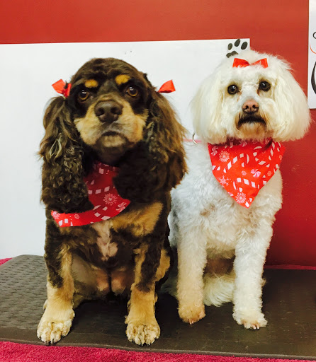 Pet Groomer «A Klassy Lassie, LLC», reviews and photos, 30 Old Jackson Rd, McDonough, GA 30252, USA