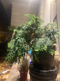 Lowe's Garden Center - Car repair in North Augusta, SC, Augusta - Rated 4.4/5