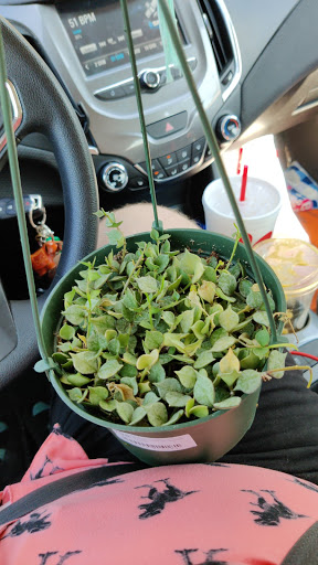 Orchid Grower «Orchid Dynasty», reviews and photos, 959 900 S, Salt Lake City, UT 84105, USA