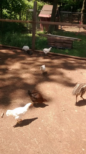 Zoo «Bailiwick Animal Park and Riding Stables», reviews and photos, 118 Castle Rd, Catskill, NY 12414, USA