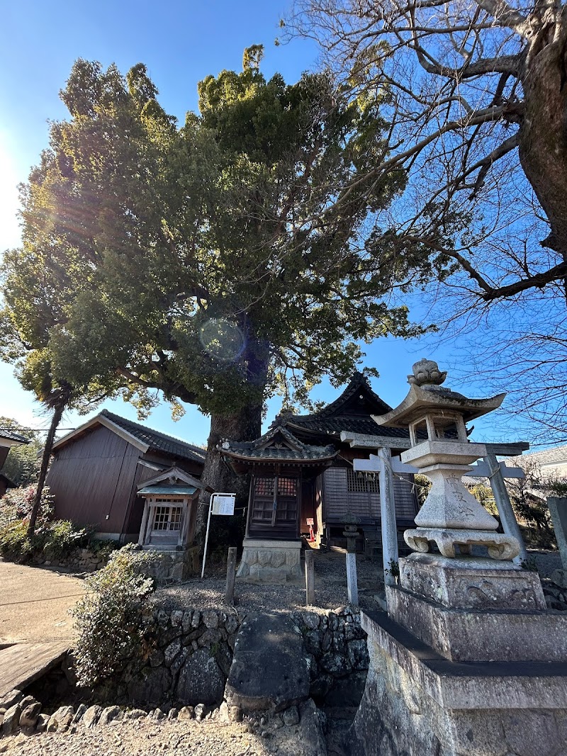 関川神社の楠