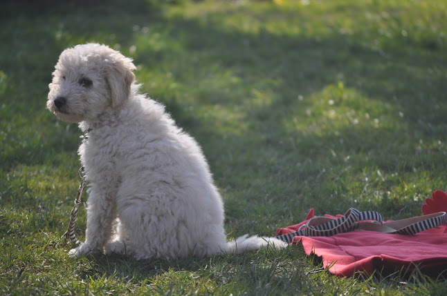 Rezensionen über Hundeschule Christine Müller in St. Gallen - Hundeschule