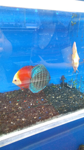 Pet Store «The Aquarium & Fish Store», reviews and photos, 710 W Lumsden Rd, Brandon, FL 33511, USA