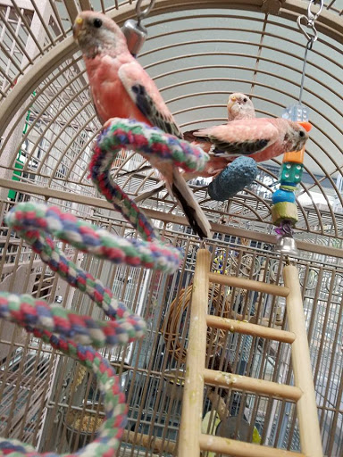 Pet Store «Birdwalk», reviews and photos, 549 Liberty St, Painesville, OH 44077, USA