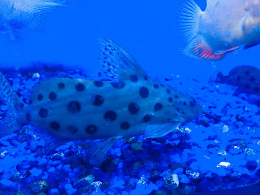 Pet Store «Pet Junction», reviews and photos, 146 NH-108, Dover, NH 03820, USA